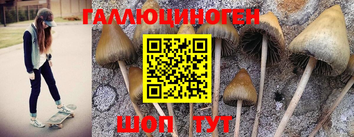 Псилоцибиновые грибы Cubensis Кировск